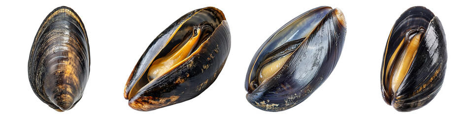 Four different types of shellfish are shown in a row