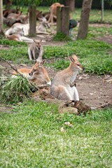 kangaroo in the grass