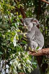 koala in a tree