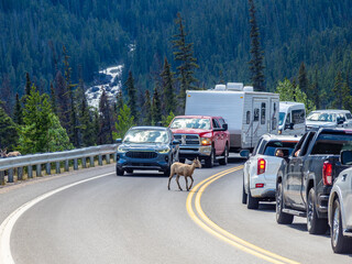 Bighorn sheep blocking traffic on a winding mountain road