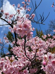 晴天の空と濃いピンクの花
