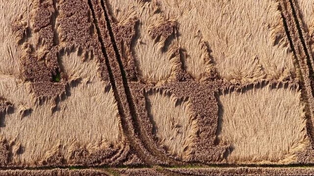 Drone footage showing a golden wheat field with visible damage, irregular bare patches, and tractor tire tracks forming parallel lines across the landscape.