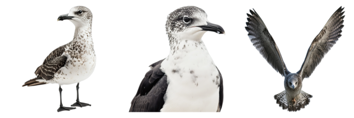 Three birds are shown in a row, with the middle bird being the largest