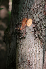Close Up Of A Fresh Saw Cut Of A Pruned Branch On A Tree Trunk In A Forest. Gardening, Arborist Work Or Deforestation Concept. Vertical Shot.