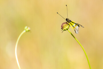 Bright yellow butterfly rests on a delicate flower in a serene outdoor setting during daylight hours