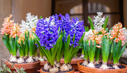 Colorful Spring Hyacinth in Historic Český Krumlov, Czech Republic