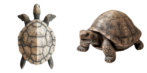 A turtle is shown on the left side of the image