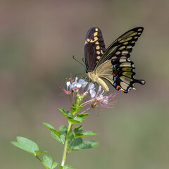 An Eastern Giant Swallowtail butterfly nectaring on Red-whiskered Clammyweed.