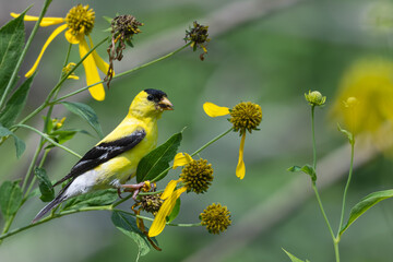 Male American goldfinch perched amongst yellow flowers eating a seed.
