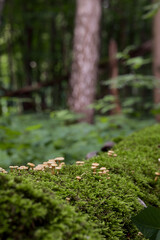 Group Of Tiny Wild Mushrooms (Toadstools) Growing On Green Moss On A Fallen Log. Bokeh Forest Background. Vertical Macro With Shallow Depth Of Field.