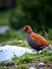 Red grouse, Lagopus lagopus scotica