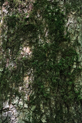 Close Up Texture Of Old Tree Bark Covered With Green Moss. Natural Forest Background And Pattern. Vertical Shot.