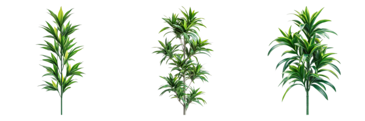 Three green plants are shown in a row