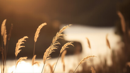 Reed grass grows near the water against the background of the setting sun