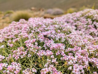 Obraz premium Bee on blooming wildflowers in a mountainous spring landscape