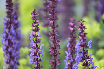 Close Up Of Purple Woodland Sage (Salvia Nemorosa) Flowers Blooming In A Summer Garden With A Green Bokeh Background.