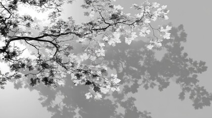 Gray scale branches and shadows