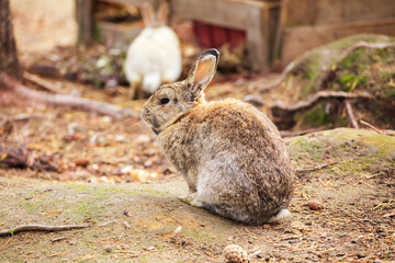 Cute brown rabbit sitting in the grass.