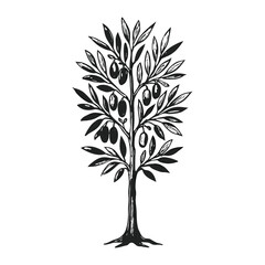 Obraz premium Vintage hand drawn illustration of a stylized olive tree with ripe olives and detailed leaves