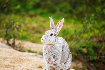 Cute gray rabbit sitting on a country road.