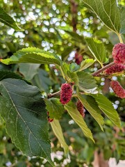 Close-up of ripening mulberries on a tree branch with green leaves