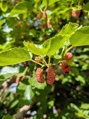 Close view of mulberry fruits surrounded by green foliage in natural sunlight