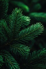 Fototapeta premium Close-up of vibrant green pine needles