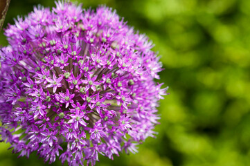 Allium flowers