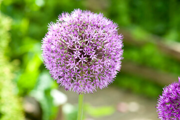 Fototapeta premium Allium flower