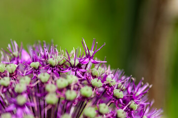 Allium macro flowe