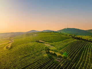 An aerial panorama of Vienna Nussdorf with vineyards rows in summer
