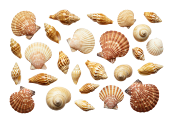 Diverse shell collection beach shore natural environment top-down marine life showcase. Cut out png