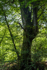 Fototapeta premium Valley of No Return, Forest of Broceliande, France