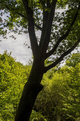 Valley of No Return, Forest of Broceliande, France