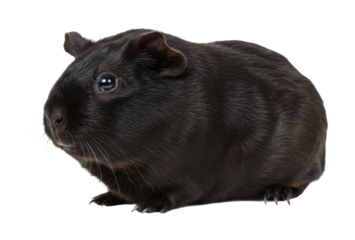 Cute black guinea pig domestic setting animal cozy environment pet care concept. Cut out png