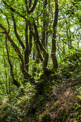 Fototapeta premium Valley of No Return, Forest of Broceliande, France