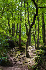 Valley of No Return, Forest of Broceliande, France
