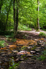 Valley of No Return, Forest of Broceliande, France