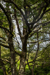 Valley of No Return, Forest of Broceliande, France