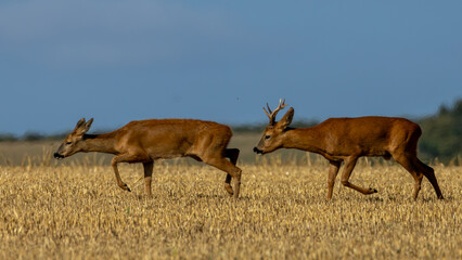Male And Female Roe Deer