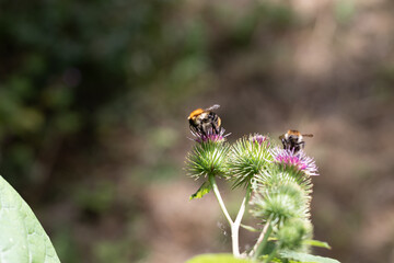 little flowers and little bees