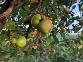 Apfel Apfelbaum Pyrus Spiraeoideae &Auml;pfel Obst Kulturapfel Baum Frucht Ernte Malus domestica Apfelmus Apfelsaft Apple Malus apple tree Pyrus Spiraeoideae fruit cultivated apple ornamental Apfelwein