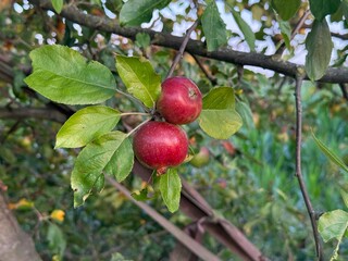 Apfel Apfelbaum Pyrus Spiraeoideae Äpfel Obst Kulturapfel Baum Frucht Ernte Malus domestica Apfelmus Apfelsaft Apple Malus apple tree Pyrus Spiraeoideae fruit cultivated apple ornamental Apfelwein