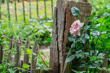 Rosenstock an einem Zaunpfahl