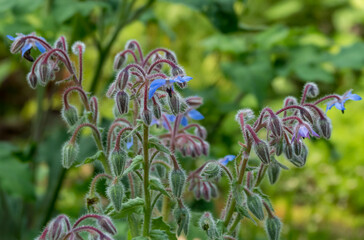 Borretsch (Borago officinalis)