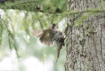 木にとまるアオゲラ