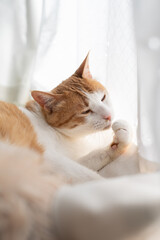 毛づくろいをする猫　茶トラ白	