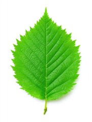 Fototapeta premium Close-up of a vibrant green leaf (1)