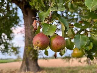 Birnen Birne Pyrus Kernobst Pyrinae Pirus Rosaceae Beer Birnbaum Wildbirne Spiraeoideae Pear Pears pome fruit tree buds trunk branches plantation leaves kernels harvest wild pear bulb