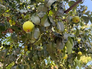 Birnen Birne Pyrus Kernobst Pyrinae Pirus Rosaceae Beer Birnbaum Wildbirne Spiraeoideae Pear Pears pome fruit tree buds trunk branches plantation leaves kernels harvest wild pear bulb